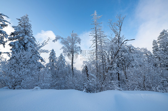 吉林冬天雪松风光图片