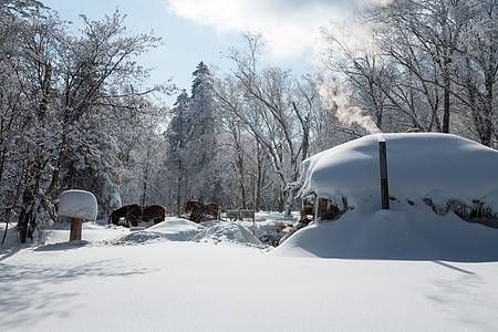 吉林冬天雪松风光图片