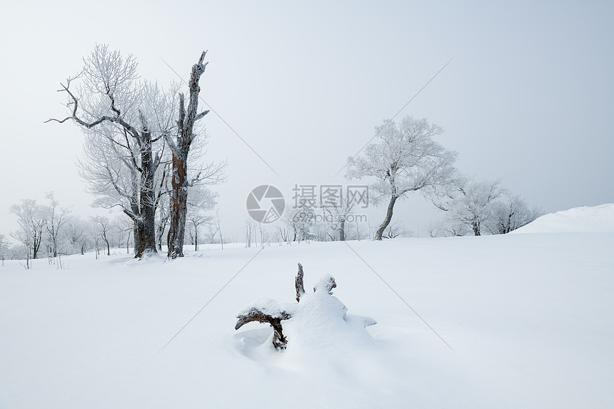 吉林冬天雪松风光图片