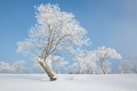 吉林冬天雪松风光图片