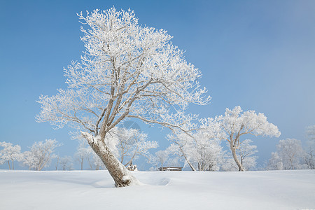 吉林冬天雪松风光树挂高清图片素材