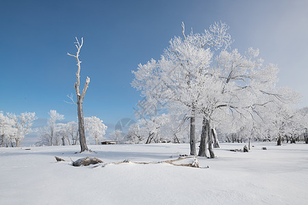 大雪纷飞吉林冬天雪松风光背景