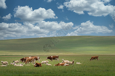 呼伦贝尔大草原风景高清图片