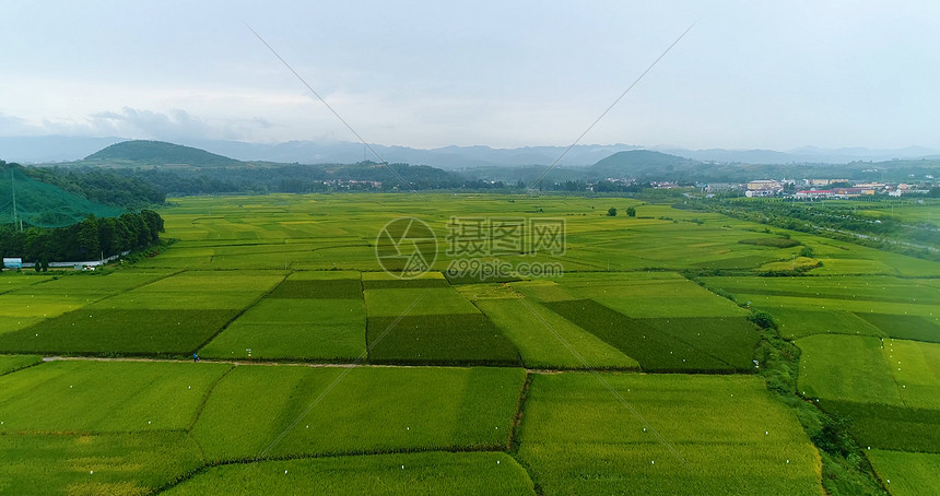 陕西汉中洋县水稻田 图片