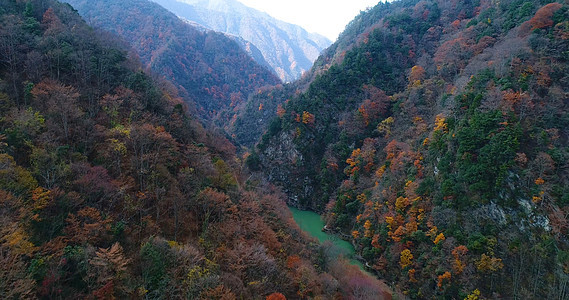 秦岭枫叶图片