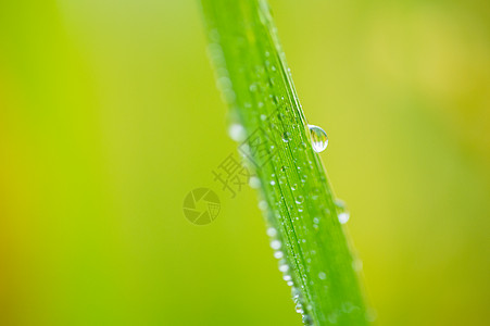 雨后水稻田树叶上的露珠图片