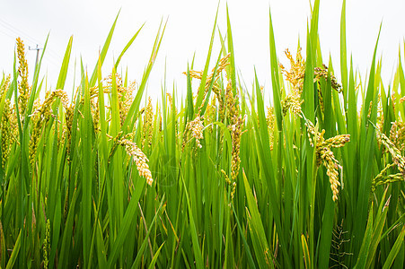 金秋稻田背景图片