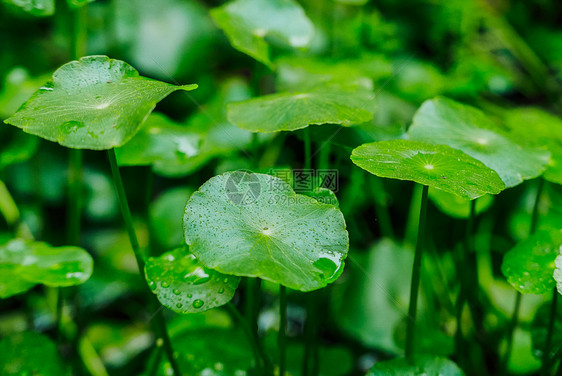 秋雨寒露时节绿色植物背景图图片