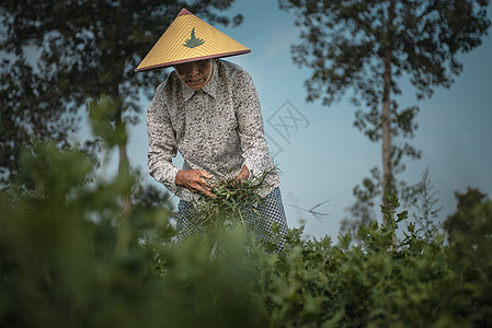 新型花卉农业劳动者高清图片