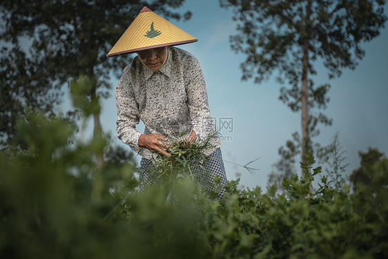 新型花卉农业劳动者图片