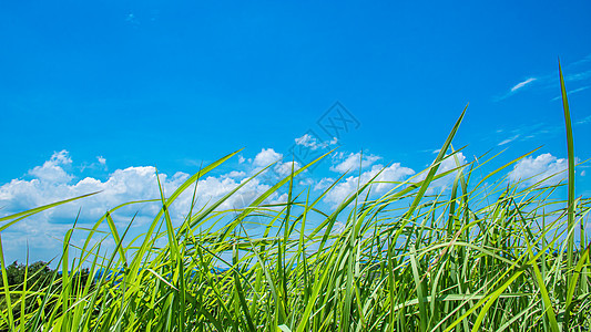 青草和蓝天背景图片