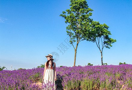 薰衣草花海女孩图片