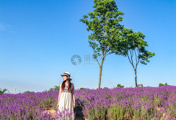 薰衣草花海女孩图片