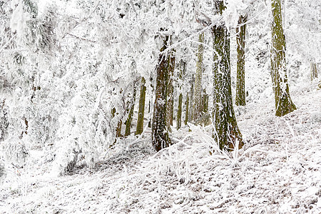 长白山森林雪景图片