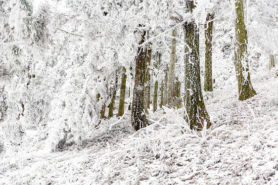 长白山森林雪景图片