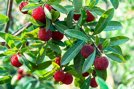 背景红色夏日水果成熟的新鲜杨梅背景