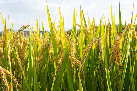 秋天的稻田和成熟的稻子图片