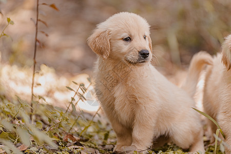 金毛幼犬户外踏青摄影图片背景