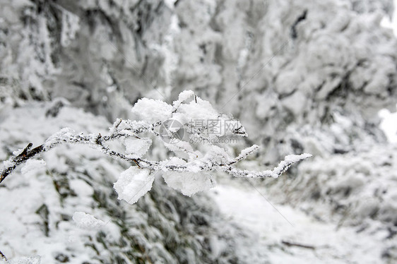 被雪覆盖的树枝图片