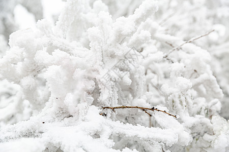 被雪覆盖的树枝图片