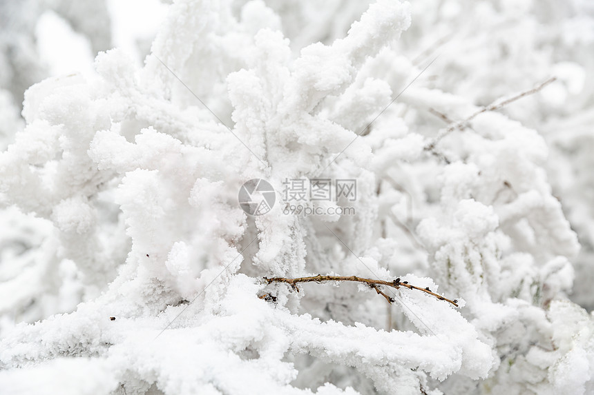 被雪覆盖的树枝图片