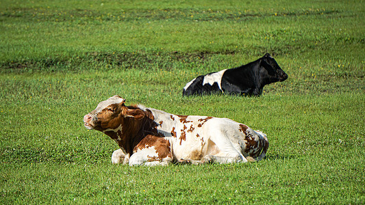 呼伦贝尔草原牧场养的牛背景图片