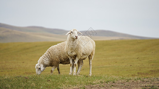 呼伦贝尔草原牧场养的绵羊成双成对背景图片