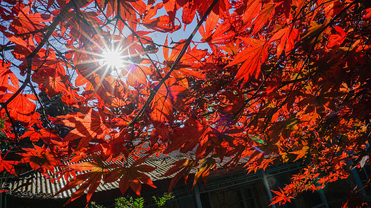 秋背景图图片 秋背景图素材 秋背景图高清图片 摄图网图片下载