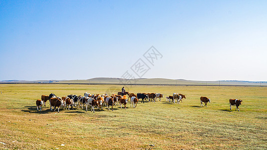 呼伦贝尔草原牧民牛群背景图片