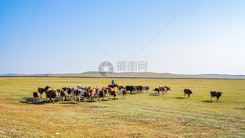 呼伦贝尔草原牧民牛群图片