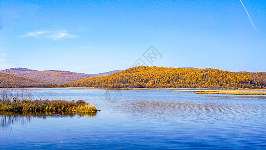 秋季阿尔山杜鹃湖秋景背景