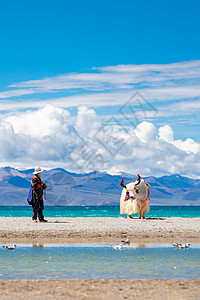 西藏牦牛图片