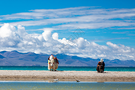 纳木措圣湖西藏牦牛背景