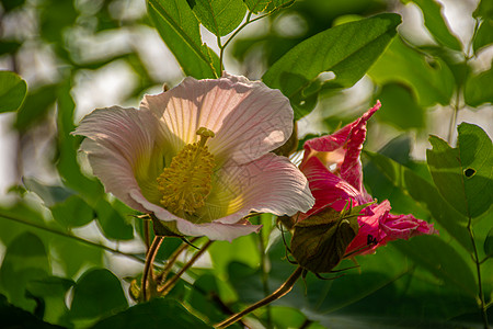 木芙蓉植物芙蓉花高清图片