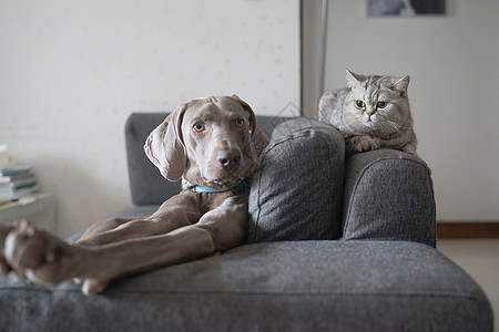 猫和狗躺在沙发上图片