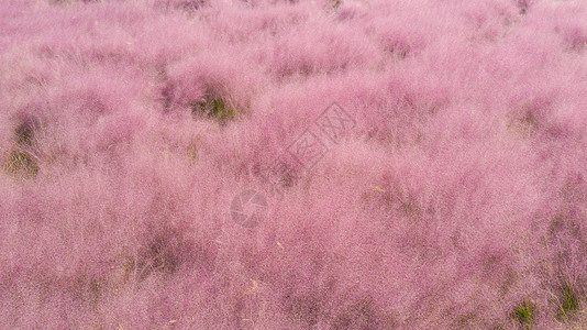 粉黛乱子草花海高清图片