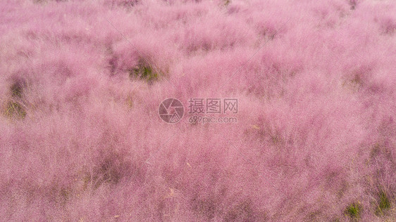 粉黛乱子草花海图片