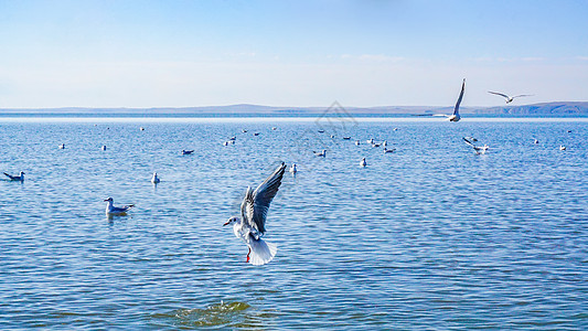 风景旅行海报内蒙古呼伦湖飞鸟背景