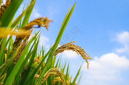 丰收的稻穗背景图片