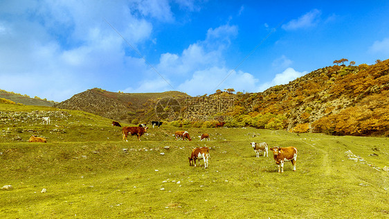 内蒙古卓资县山村高山牧场秋色图片