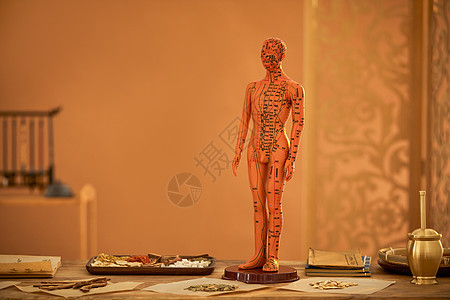 中草药人体模型背景图片