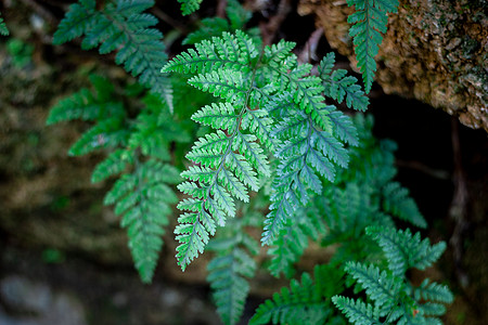 四季植物热带植物绿叶纹理背景