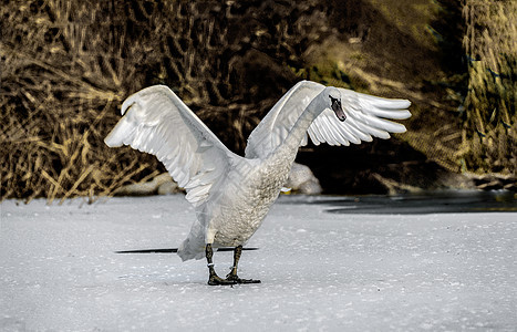 内蒙古冬季天鹅展翅图片