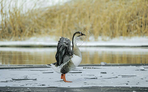 内蒙古冬季观赏鹅展翅背景图片