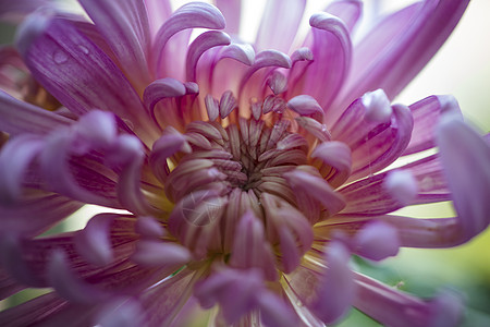 秋天的菊花特写图片