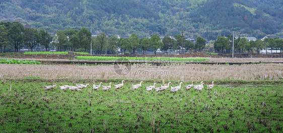 瑞安市农村田野上的一群鸭子图片