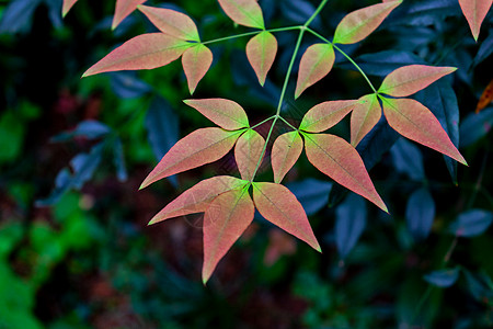 秋天的南天竹树叶图片