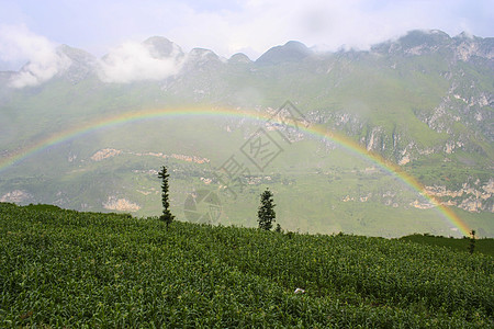 雨天茶园高山上的彩虹背景