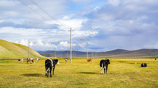 呼伦贝尔草原牛群背景图片
