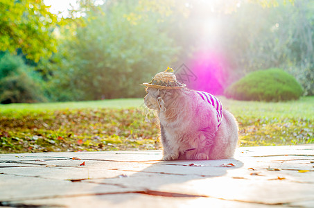 可爱英短猫咪图片